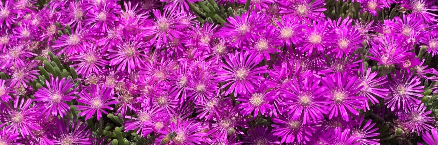 SantanaCalvillo's profile banner image
