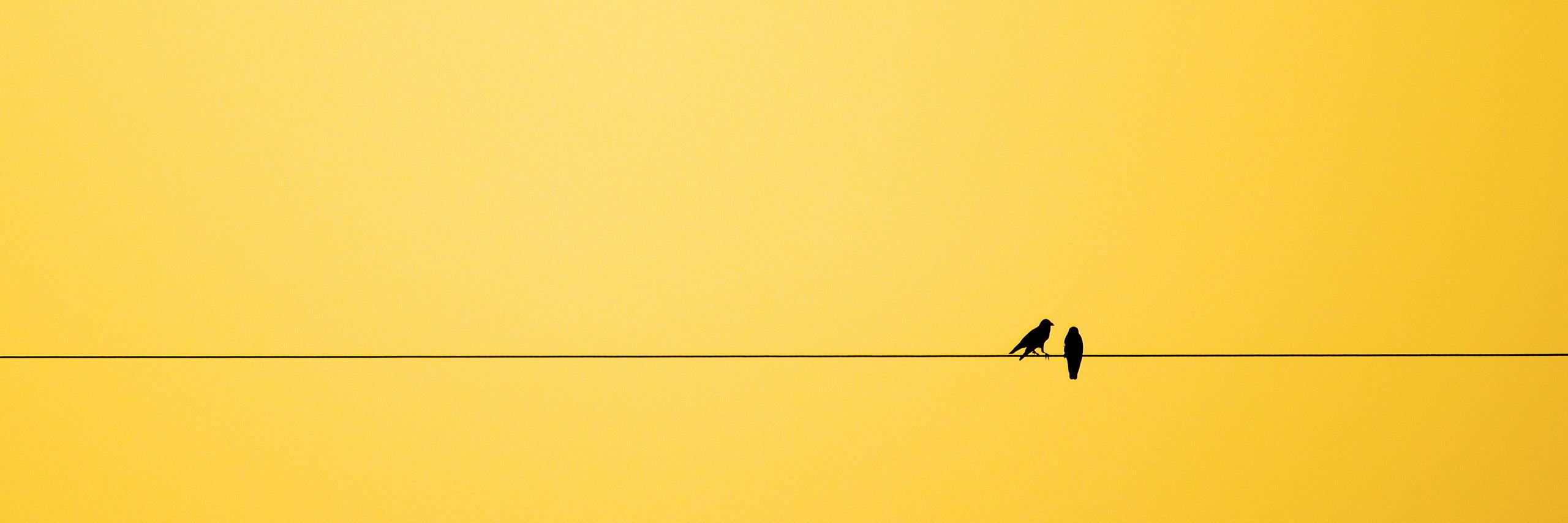 ryan schaefer banner