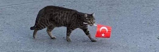 ./𝕄𝕖𝕙𝕞𝕖𝕥 𝔸𝕝𝕚 🐧 banner