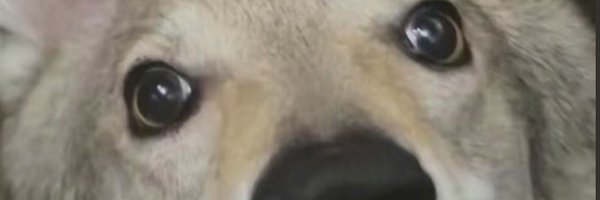 STWisOne Profile Banner