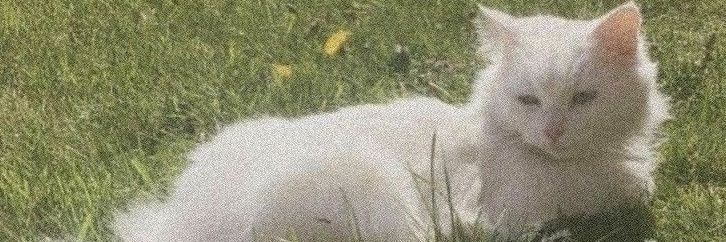 ree²³ 🗯 banner