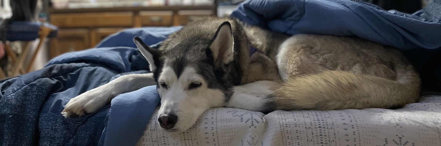 Shayiscomfy's profile banner image