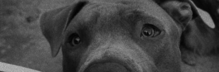 _____sofiojeda's profile banner image