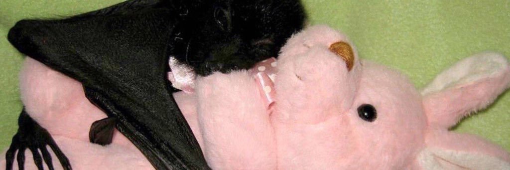 Juan Rodriguez banner