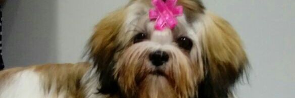 dianitacalde23's profile banner image