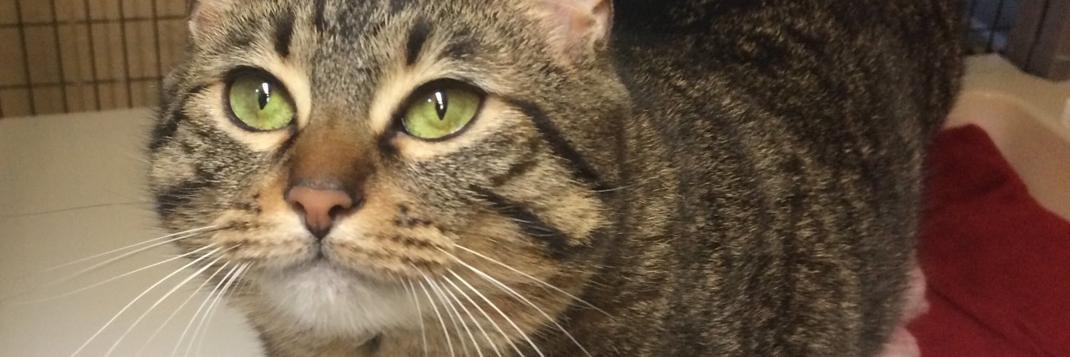 RogueValHumane's profile banner image