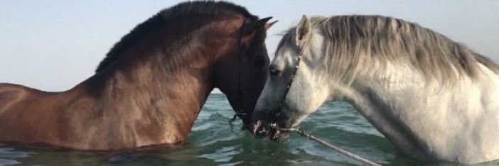 عتوكـིྀــه. banner