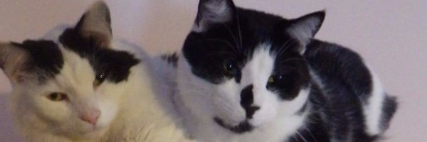 NimbusBooker Profile Banner