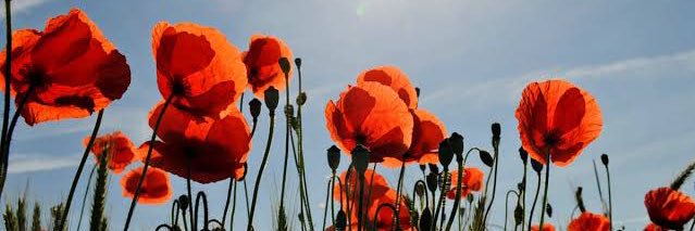 PoppyTributes's profile banner image