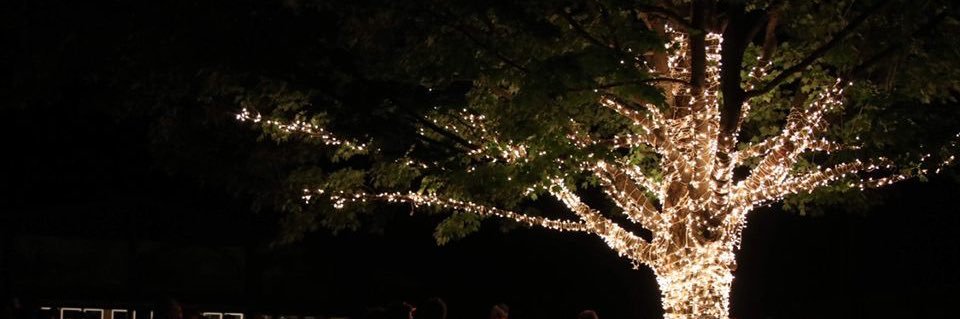Ellie Goldberg (she/her) banner