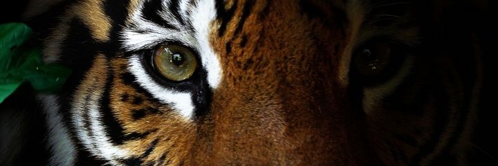 JAYCAT997 banner