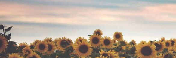 Ramulus1's profile banner image