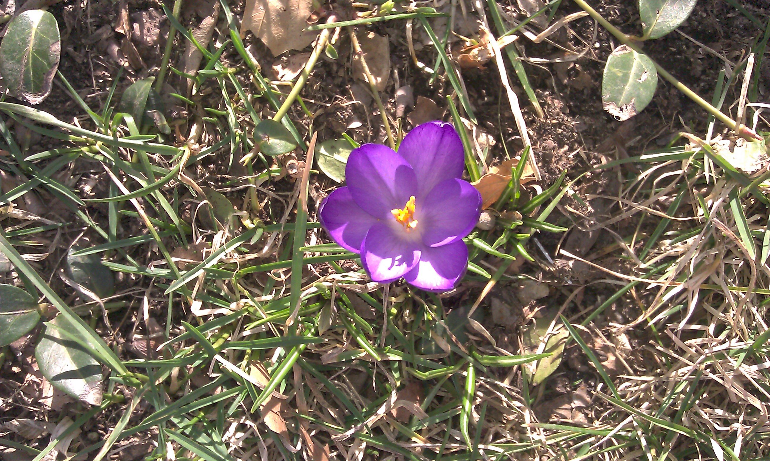 Sherry Fitzgerald banner