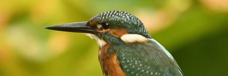 Mannington Hall and Estate banner