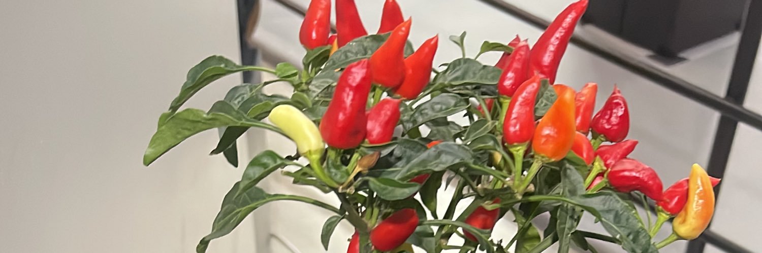 chicossz's profile banner image