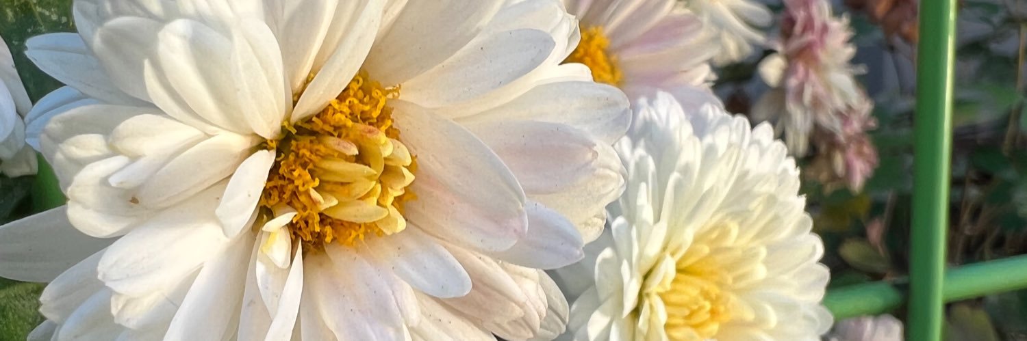 Danielle_Sweetheart's banner