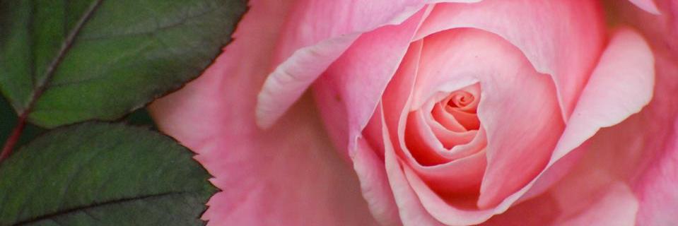 susomoy's profile banner image