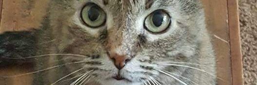 LLSHMDfn2's profile banner image