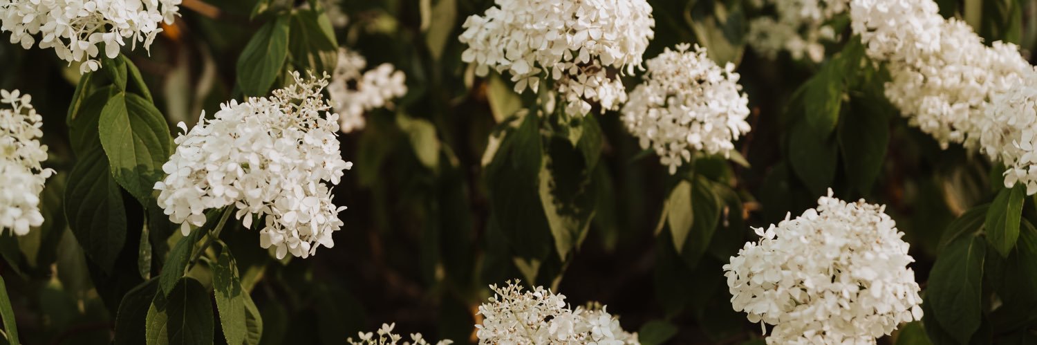 Emma Van Hefty banner