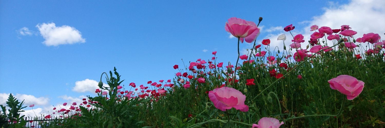 scc0720's profile banner image