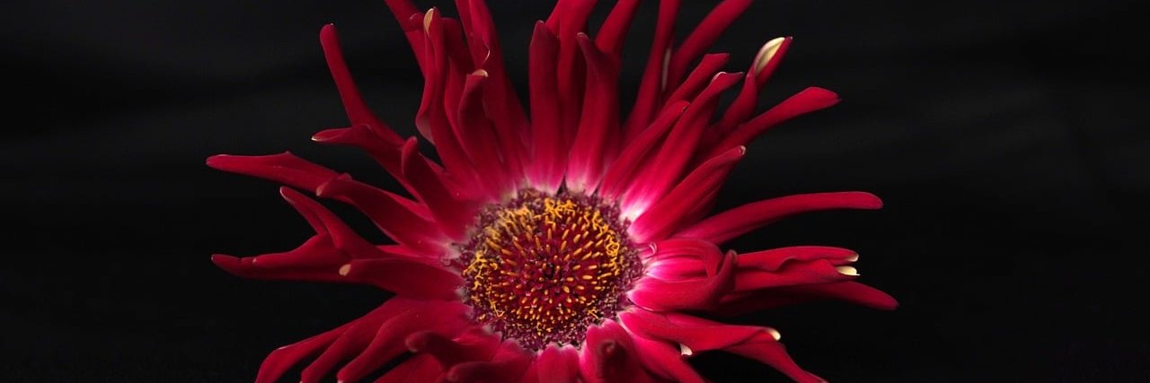 StravinskiPetras banner