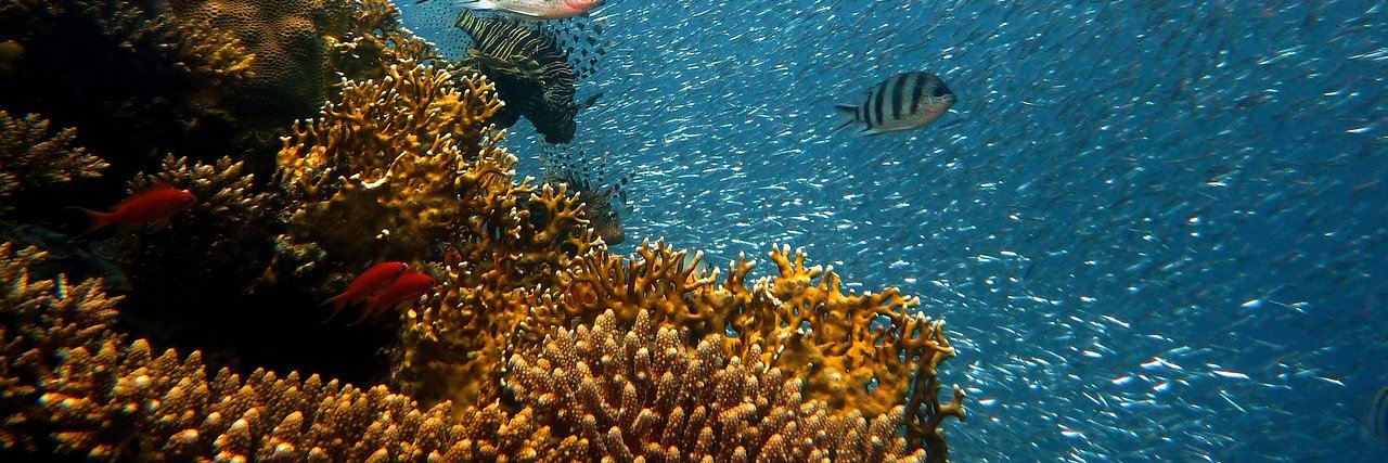 AlvineTrybala_ banner