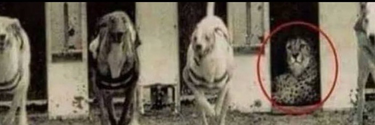 bocektasli's profile banner image