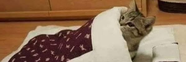 aksoylu_z's profile banner image