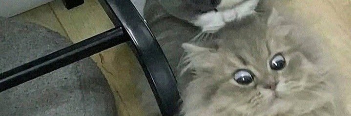 แพนด้าเป็นอิสระ🔅 banner