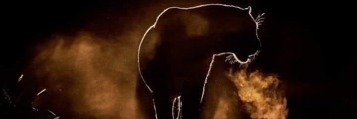 crissy533's profile banner image