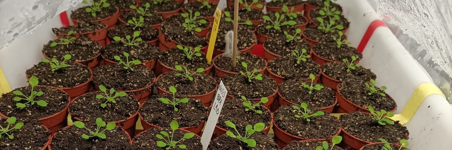 Cesar Llave's Lab banner