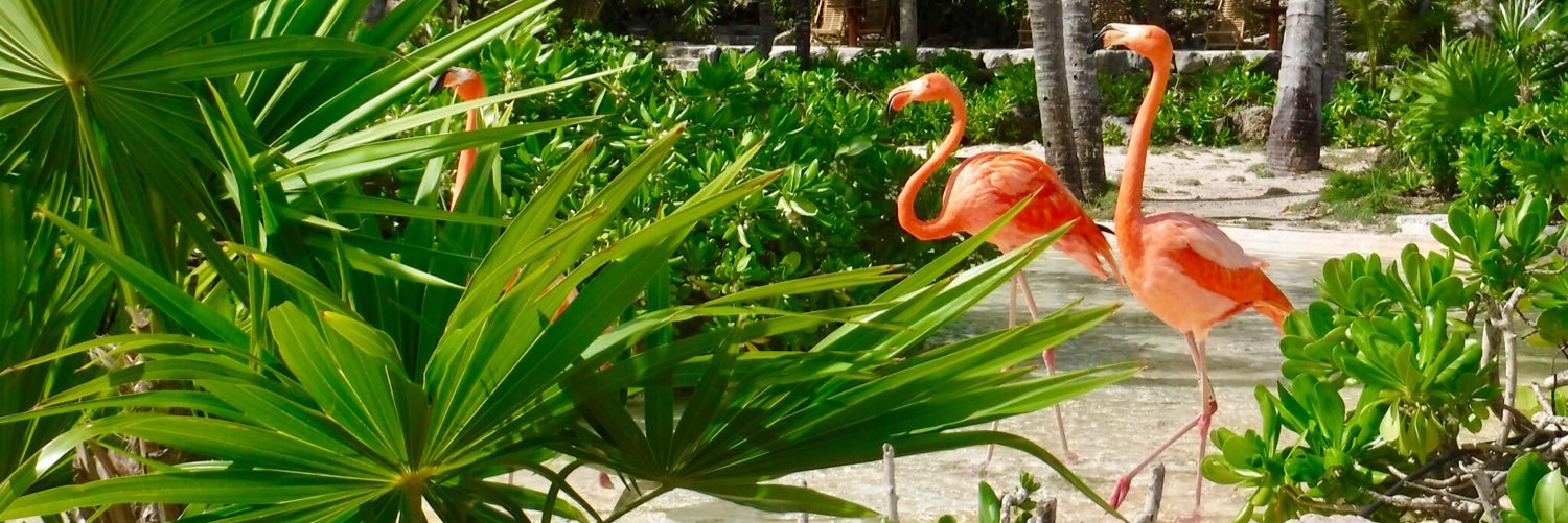NicoleeeBednar's profile banner image