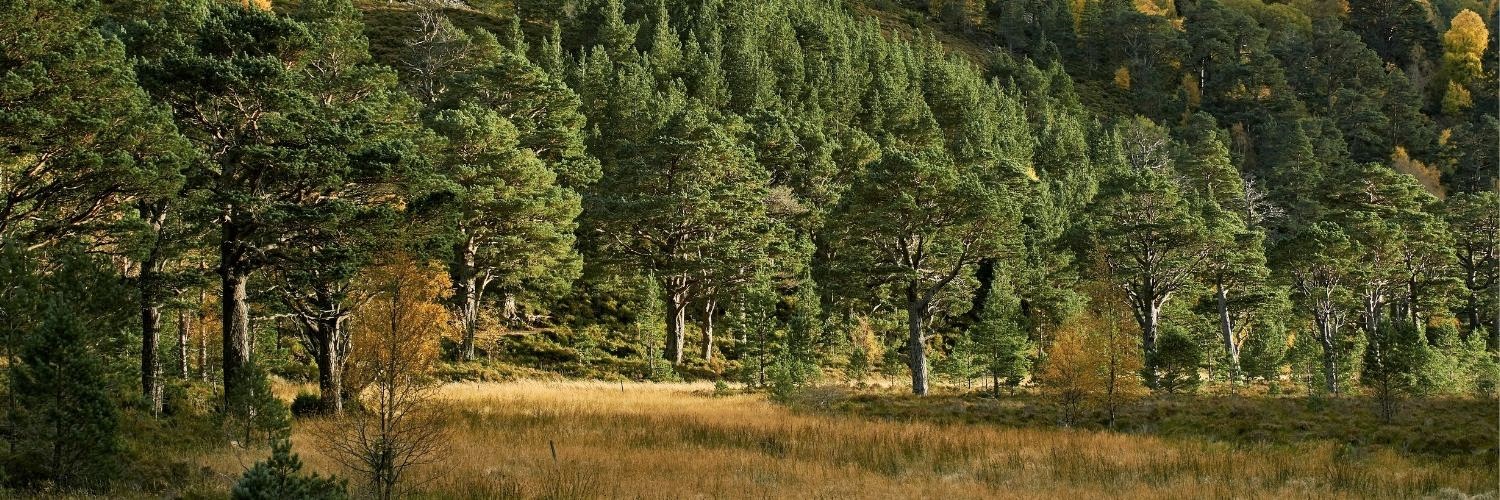 Scottish Forestry banner