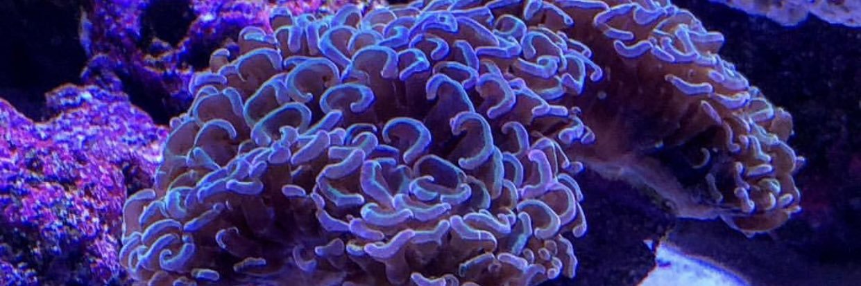 aleongdm1's profile banner image