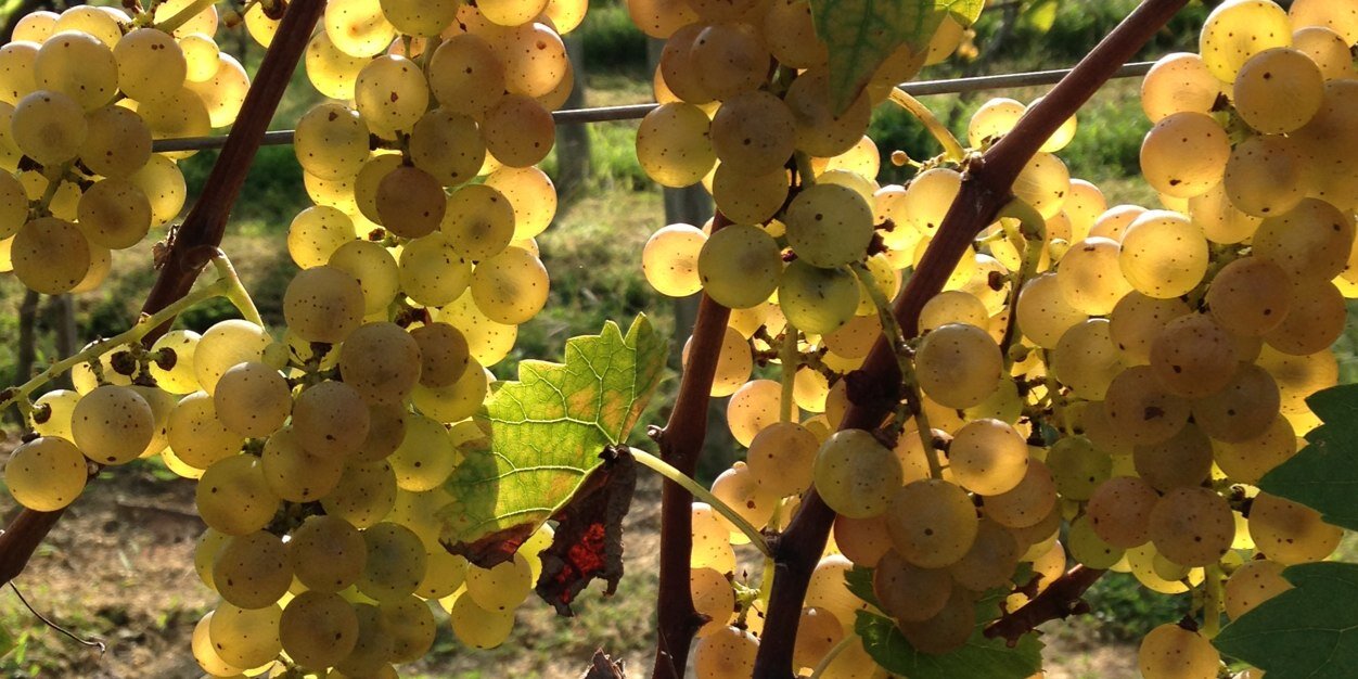 The VineyardWife banner