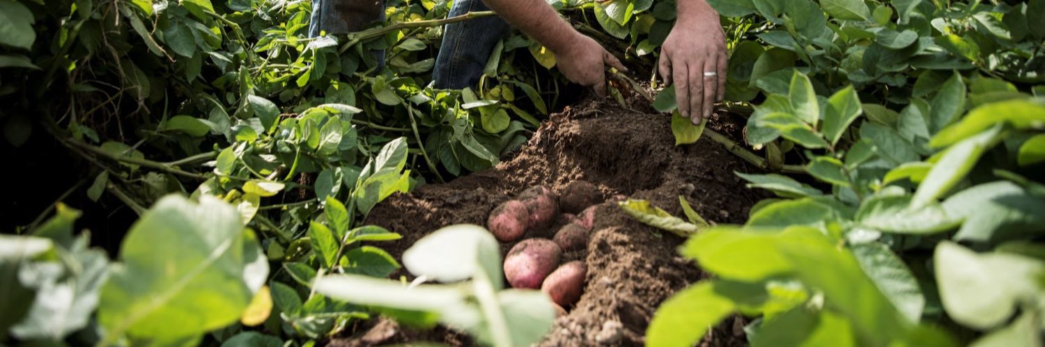 Country Crest banner