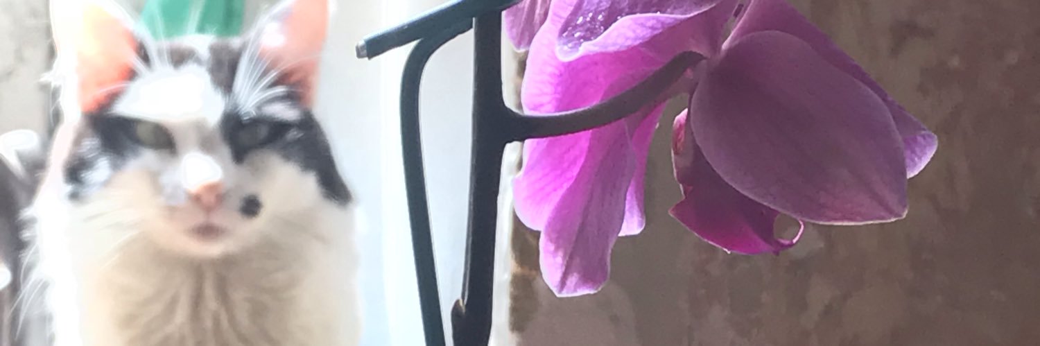dsalatorre's profile banner image