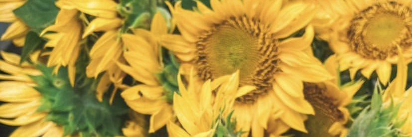 soviasovi's profile banner image