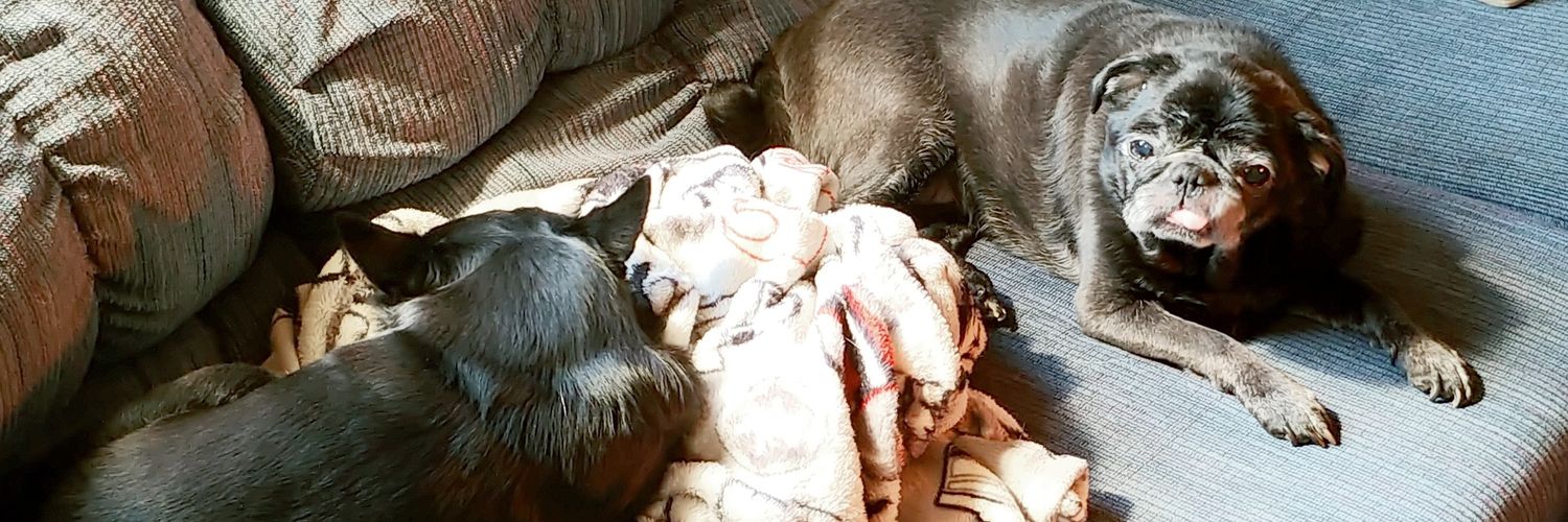 turtlesong17 🐢 banner