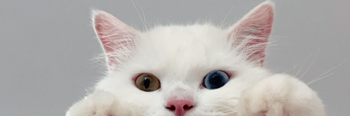 galebarangan's profile banner image