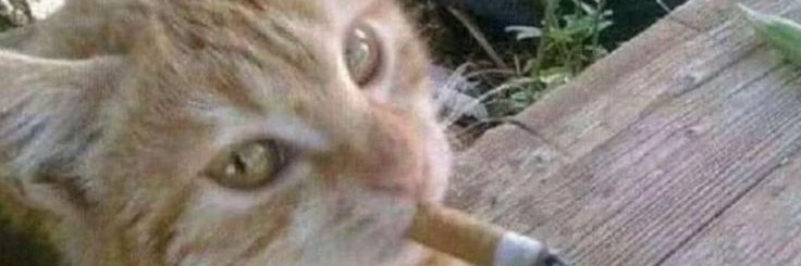 Gale sVs 🖍️🐟 banner