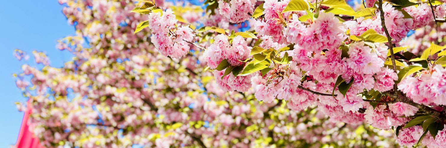 Xi Chen @xichen.bsky.social banner