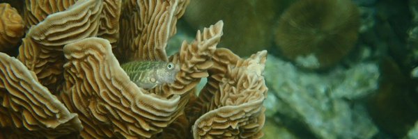 Layla_Iijima Profile Banner