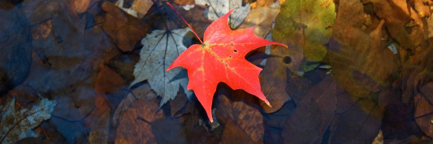 sjtcanada's profile banner image