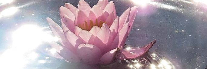 𝓐 𝒖𝒏𝒄𝒉𝒂𝒏💐💜 banner