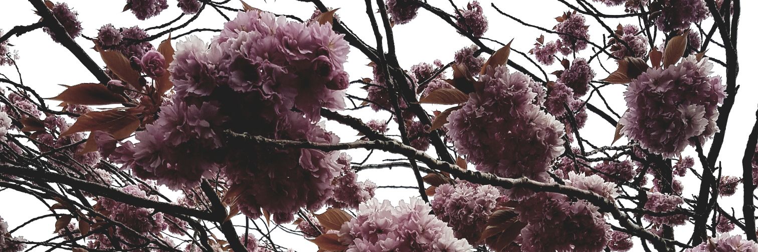 carareesx's profile banner image