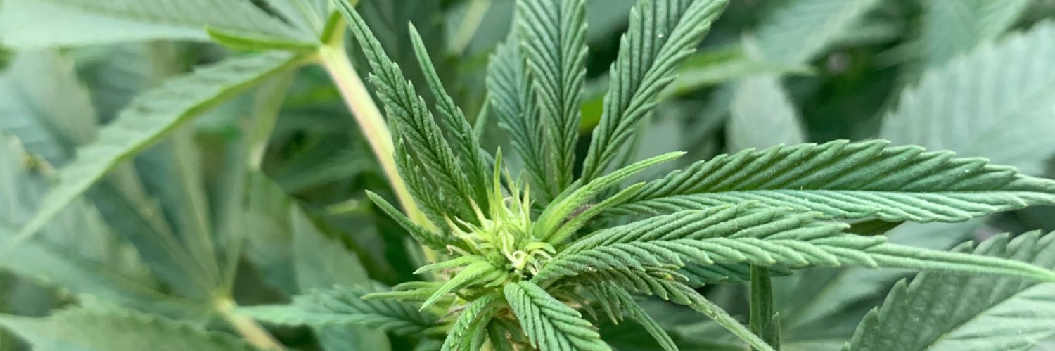 NeenerNeener 😶‍🌫️ banner