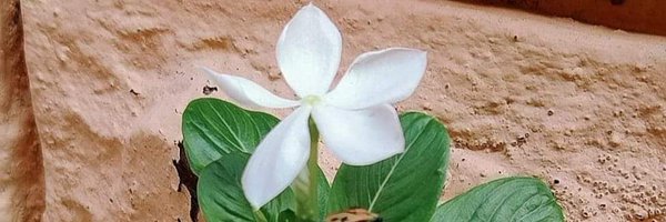 Lcsuthar98 Profile Banner
