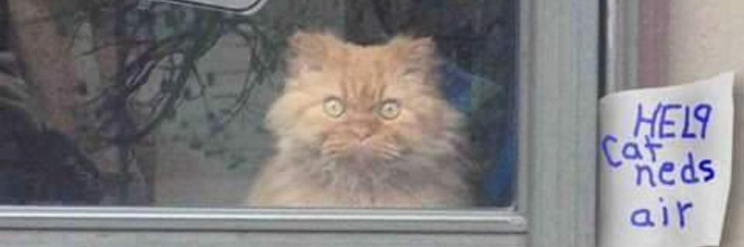 R. Snick 🗿🐑 banner