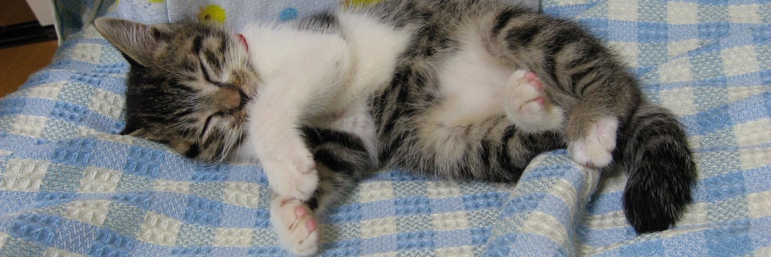 ねこびーる🐾 banner